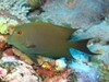 striped bristletooth.jpg